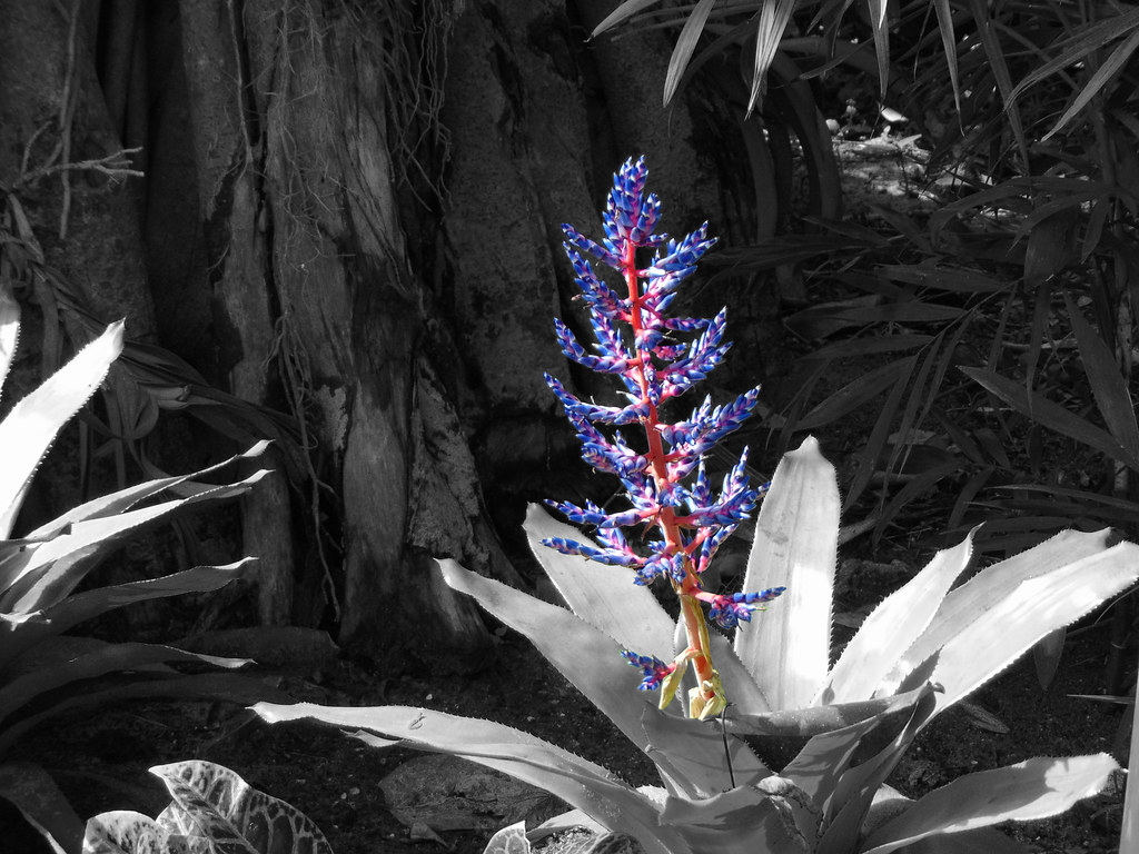 Colored Photos Focal Point Using Focal Points To Better Your