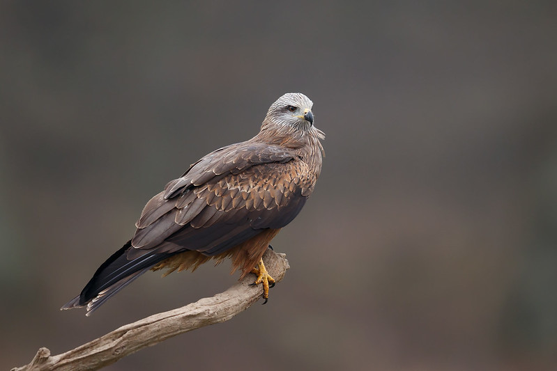 Milvus migrans | Black Kite | brun glada