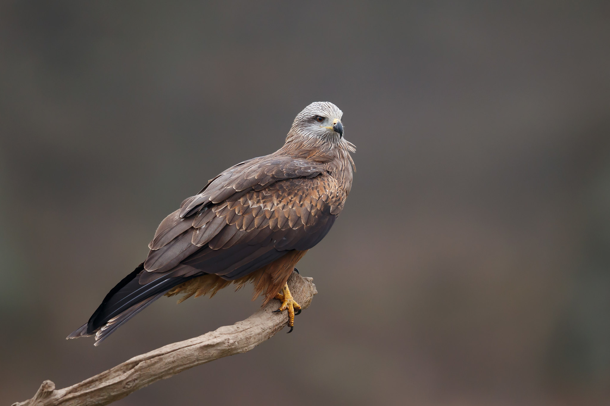 Milvus migrans | Black Kite | brun glada