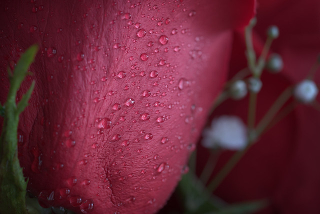 Rose and Water Droplets