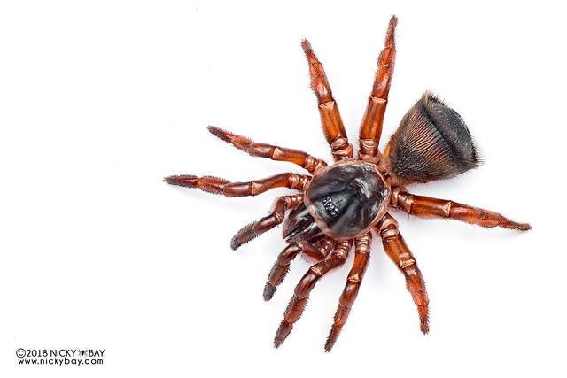 Cork-lid trapdoor spider (Cyclocosmia sp.) - DSC_0856