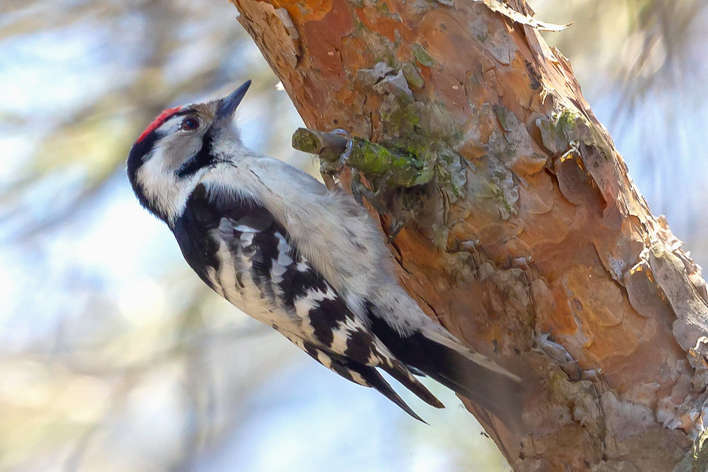 Lesser spotted woodpecker (Dendrocopos minor)