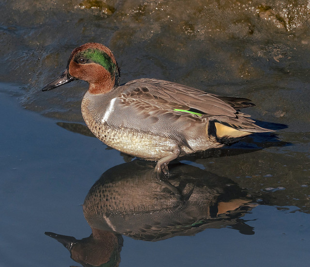 Green-winged teal male