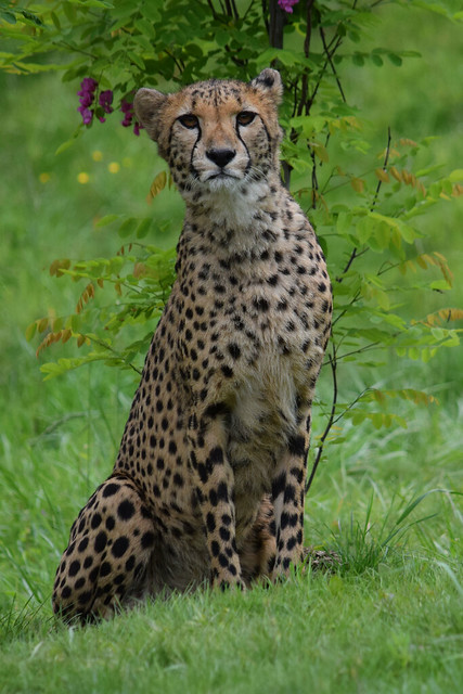 Cheetah @ Zoo de Beauval 17-05-2018