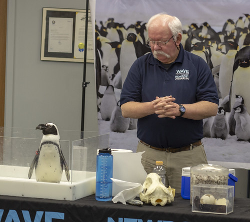 Newport Aquarium Penguin