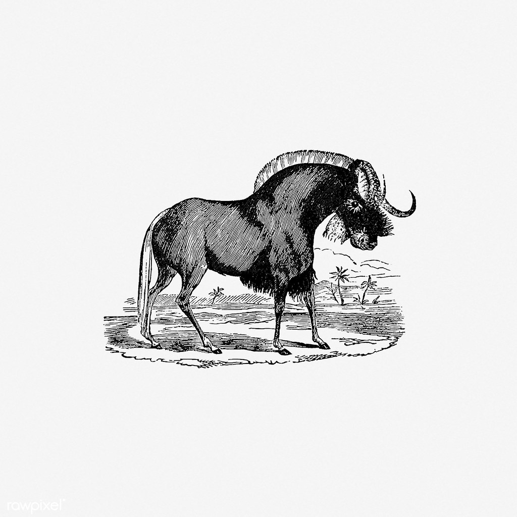 Wildebeest shade drawing | Free download under CC Attributio… | Flickr