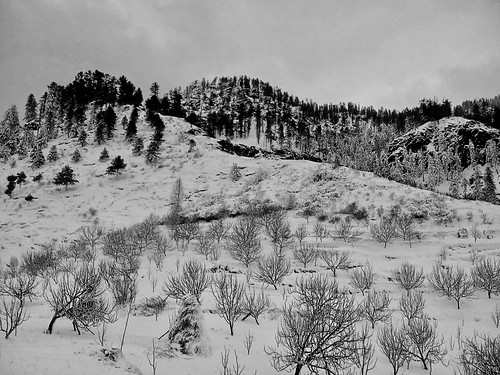 snowfall winters appleorchards denseforest hills himachalpradesh