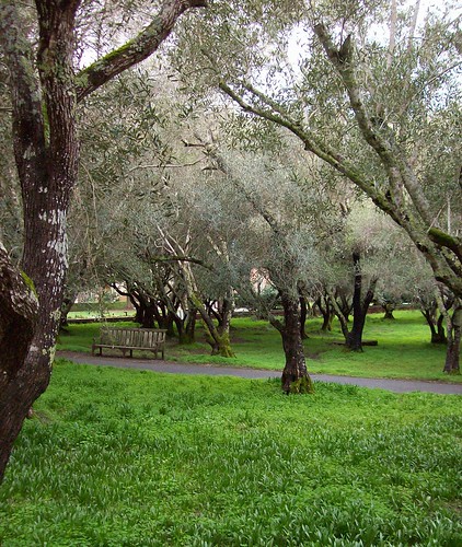 olive trees, Filoli Gardens