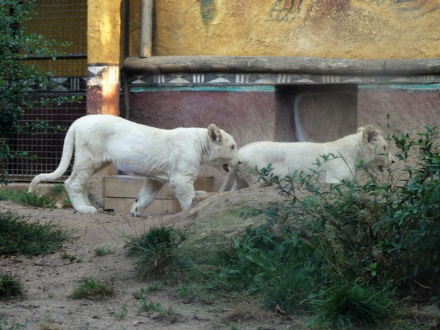Zoo d’Amnéville - 10.09.16