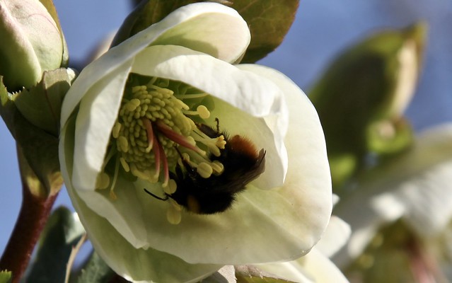 forerunner of spring - bumblebee at christmas rose