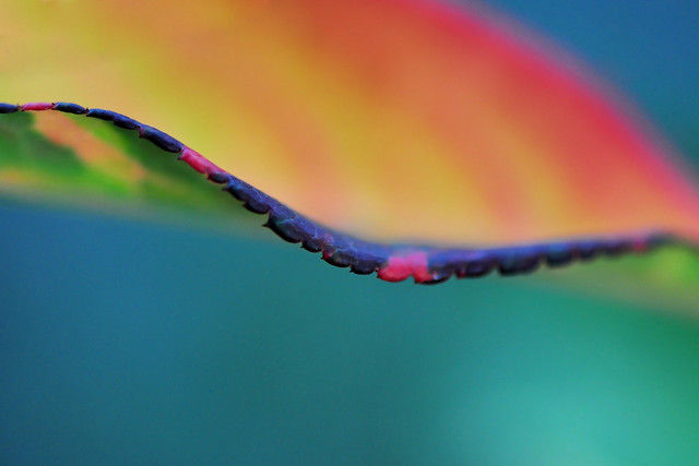 Colours of Nature (a Rose leaf)