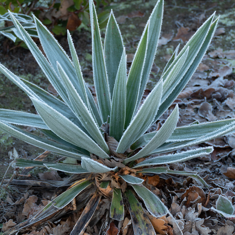 Frosty yucca, West Park