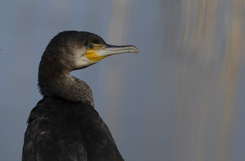 cormorant posing portrait bird wildlife nature wildlifetrusts
