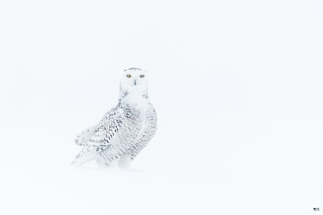 ''Tempête du printemps!'' harfang des neiges-snowy owl