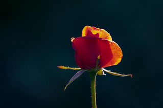 See life like a rose ... | by mariola aga