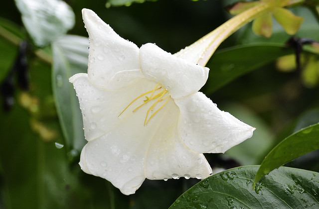 Bell flower-Portlandia grandiflora_3681