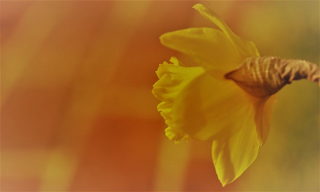 First Daffodil