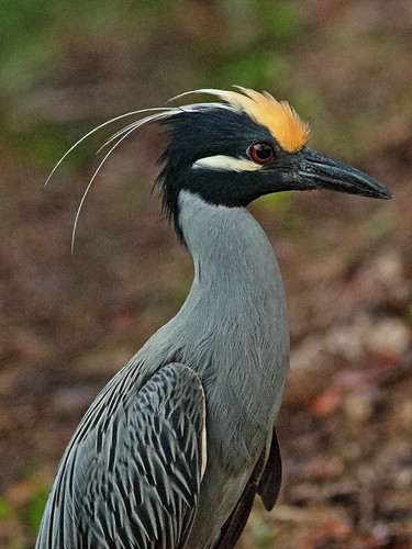 Yellow-crowned Night-Heron courtship 070756AM 20190225
