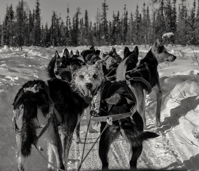 Paws for Adventure Sled Dog Ride: 03/01/2019 Fairbanks Alaska