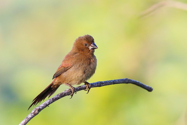 Young Crimson Finch