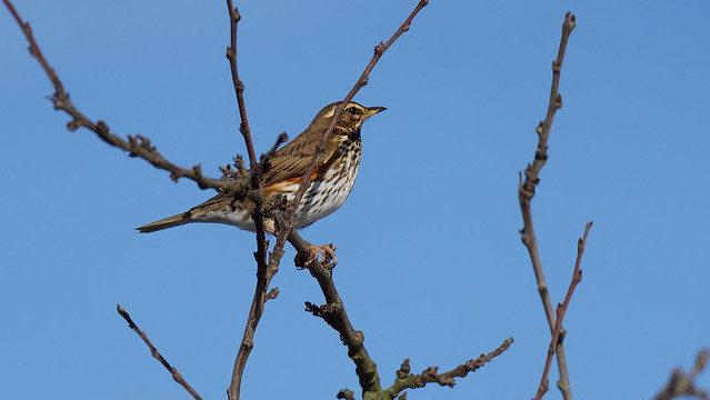 Redwing (1/4) : my winter visitors (2018)
