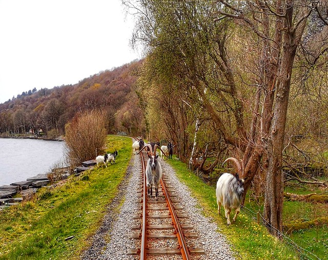 Goats stop the train!