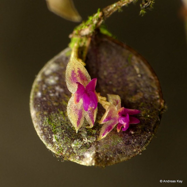 Miniature Orchid, Lepanthes stegastes?