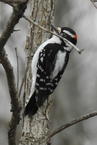 #69 Downy Woodpecker