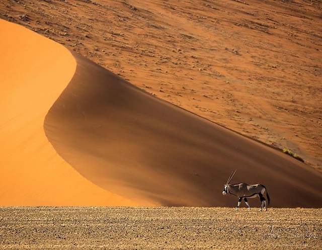 Oryx marching at Sossusvlei, Namibia. The name 