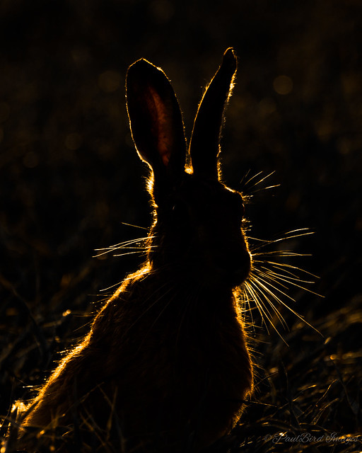 Hare light