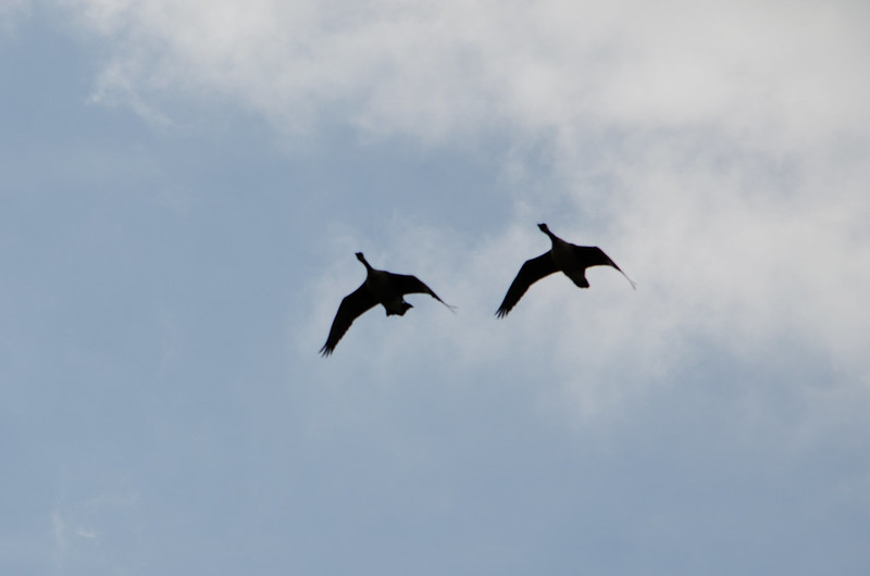 Calling overhead: pair of Canada geese
