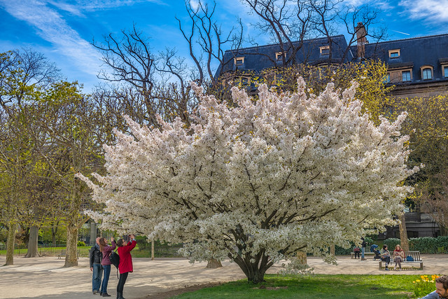 white cherry blossom tree, Jardin des plantes, Paris