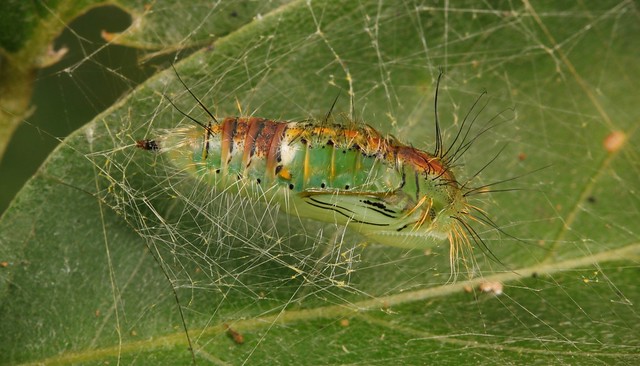 Tussock Moth Pupa (Lymantriinae, Erebidae), unidentified