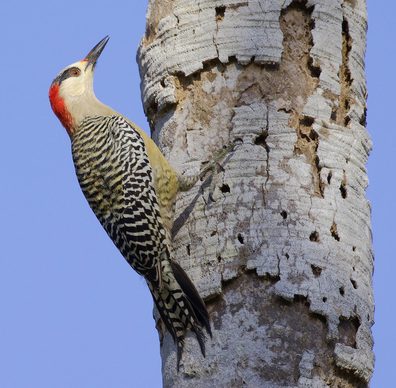 West Indian Woodpecker, Melanerpes superciliaris Ascanio_Cuba 199A4643