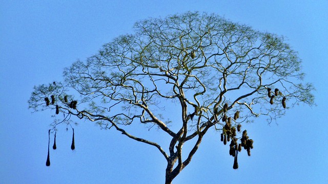 Vogelnester am Rio Tambopata