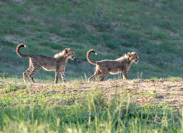 Cheetah cubs in the last light