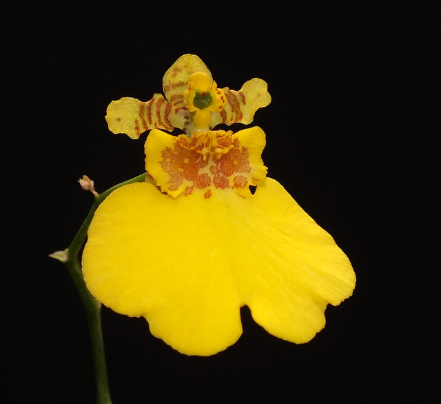Veined orchid (Oncidium varicosum) flower