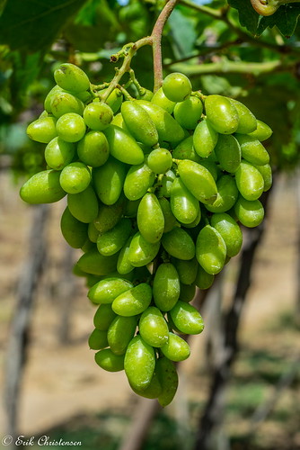 vietnam ninhthuan color grapes
