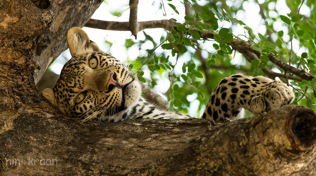 and this one without editing, leopard in a tree