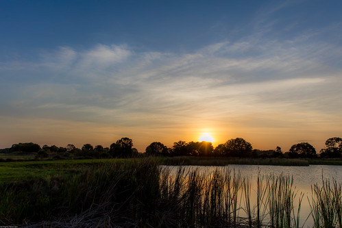 lakewales florida fl usa unitedstates 2019 sunset pond water trees clouds reeds