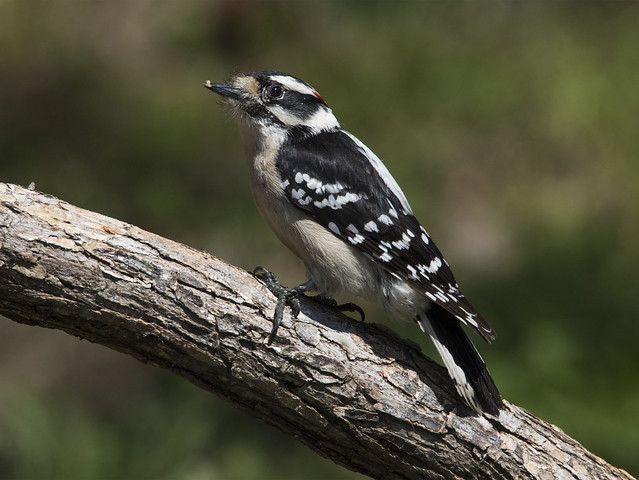 Downy Woodpecker, male
