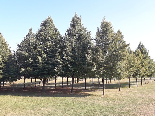 tree trees hungary row