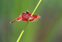 Red Dragonfly 3