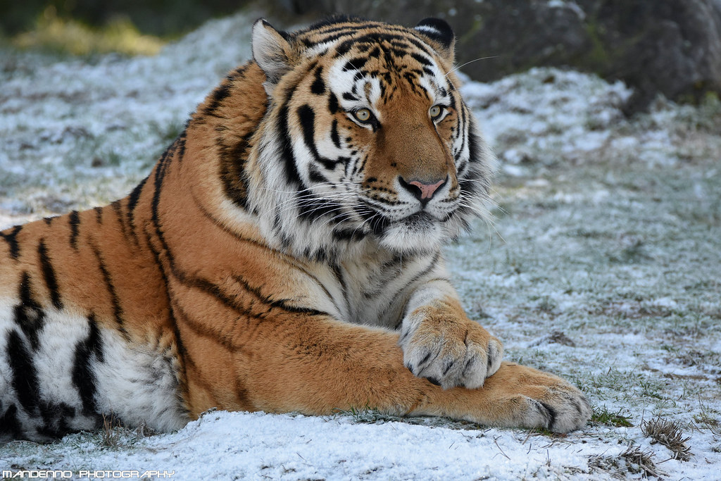 The Siberian Tiger: Cold Climate Warrior is the most powerful animal in the world.