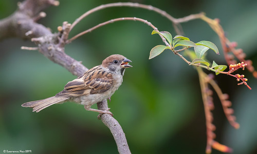 Eurasian Tree-Sparrow (Passer montanus) @ Pavilion Green, … | Flickr