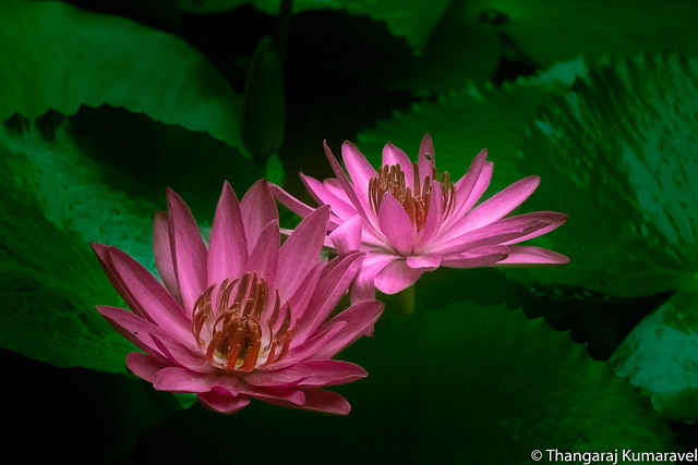 Pond Water Lily