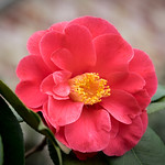 Coral Camellia