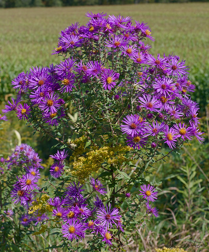 farm nature flower plants wildflower