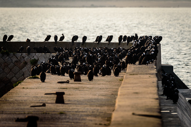 川鵜ーGreat cormorants