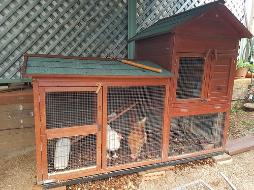 Chook coop from the side